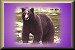Wildlife