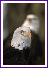 Bald Eagles 4.87 K