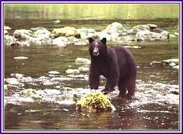 Black Bear 24.14 K