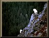 Mountain Goats 3.95 K