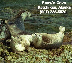 Seals Photo 36 K