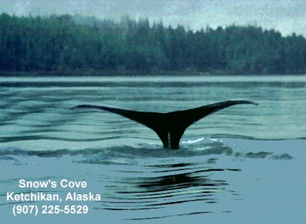 Whales Tail Photo 43 K