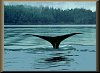 Whale's Tail 3.28 K