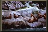Sealions 4.22 K